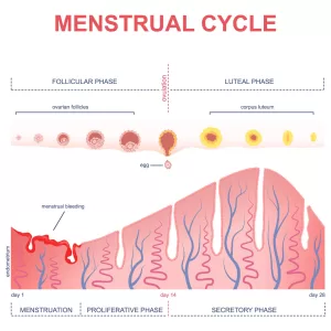 A Picture of Menstrual Cycle